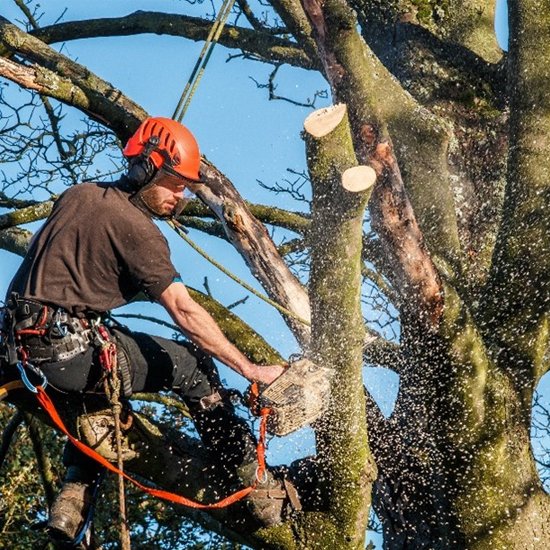 Tree Service