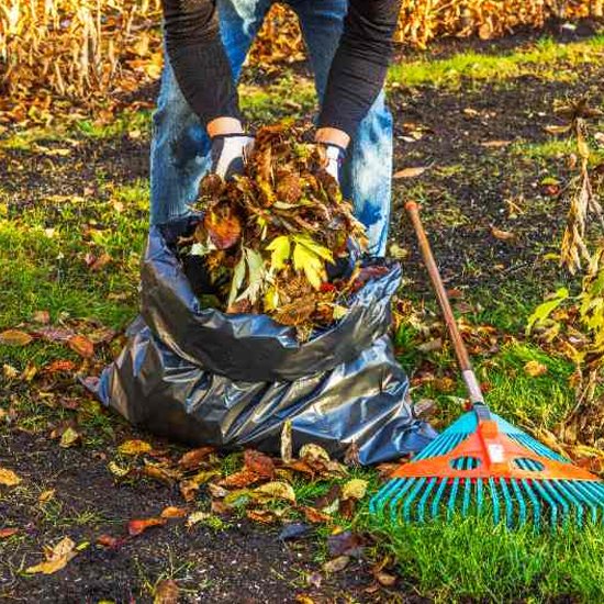 Yard Cleanup
